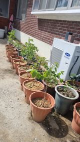 팜모닝 5월 내 작물 자랑하기·참여글 게시글 이미지