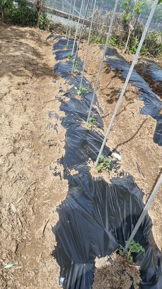 이명기님의 5월 내 작물 자랑하기 · 참여글 작성글 사진