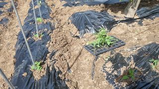 이명기님의 5월 내 작물 자랑하기 · 참여글 작성글 사진