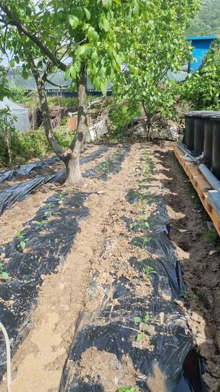 이명기님의 5월 내 작물 자랑하기 · 참여글 작성글 사진