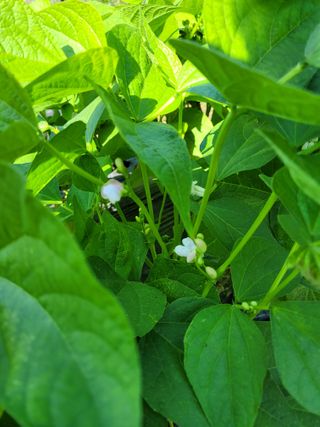 정소망님의 5월 내 작물 자랑하기 · 참여글 작성글 사진