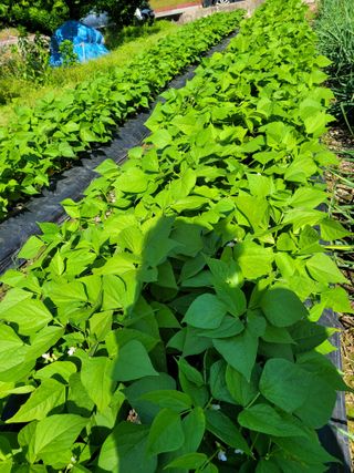 정소망님의 5월 내 작물 자랑하기 · 참여글 작성글 사진