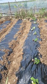 팜모닝 고추·병해충상담 게시글 이미지