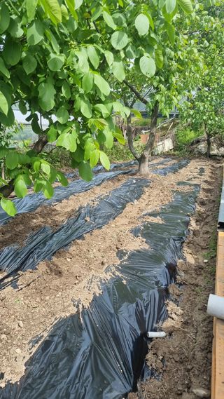 이명기님의 고추 · 병해충상담 작성글 사진