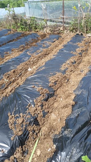 이명기님의 고추 · 병해충상담 작성글 사진