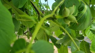 이명기님의 고추 · 병해충상담 작성글 사진