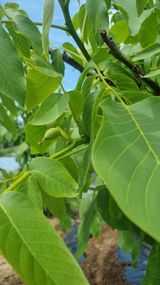 이명기님의 고추 · 병해충상담 작성글 사진