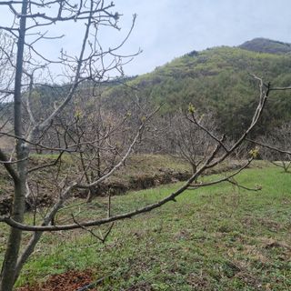 이명기님의 고추 · 병해충상담 작성글 사진