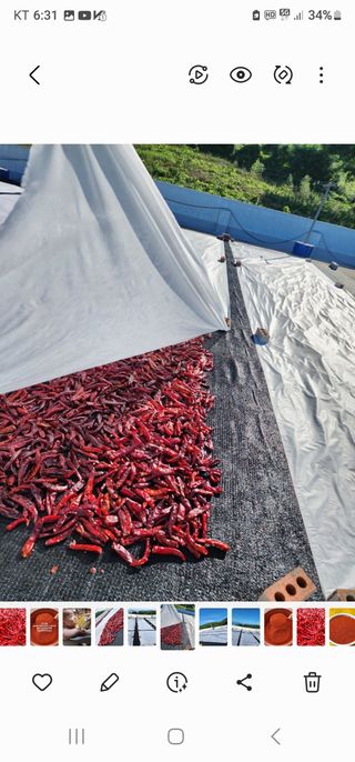 고추농사 정 미라님의 자유주제 · 자유게시판 작성글 사진