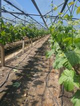 팜모닝 자유주제·자유게시판 게시글 이미지