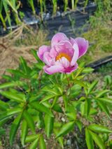 팜모닝 감자·영농일지 게시글 이미지