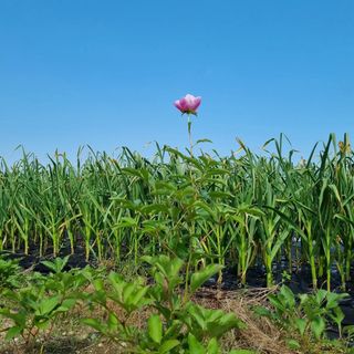 dongja님의 감자 · 영농일지 작성글 사진