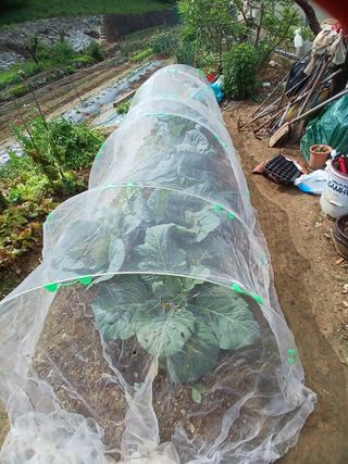 초보텃밭사랑님의 5월 내 작물 자랑하기 · 참여글 작성글 사진