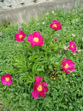 초보텃밭사랑님의 5월 내 작물 자랑하기 · 참여글 작성글 사진