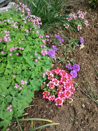 초보텃밭사랑님의 5월 내 작물 자랑하기 · 참여글 작성글 사진