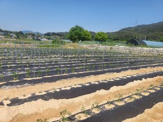 남원여시님의 고추 · 영농일지 작성글 사진