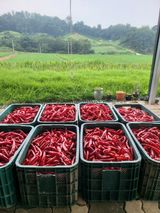 팜모닝 팜모닝·출석 게시글 이미지