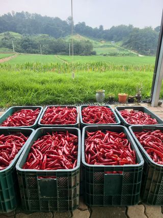 건무님의 팜모닝 · 출석 작성글 사진