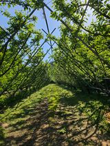 팜모닝 자두·영농일지 게시글 이미지