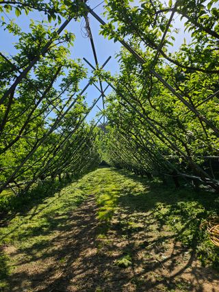 홍정은님의 자두 · 영농일지 작성글 사진