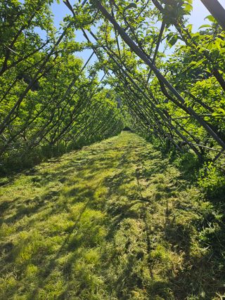 홍정은님의 자두 · 영농일지 작성글 사진