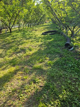 홍정은님의 자두 · 영농일지 작성글 사진