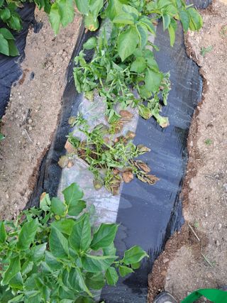 김원구님의 감자 · 병해충상담 작성글 사진