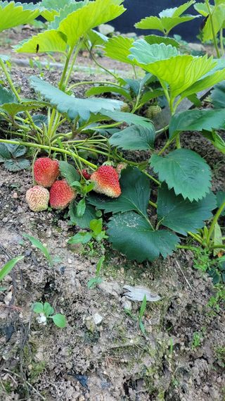 연놀부님의 자유주제 · 사진전 작성글 사진