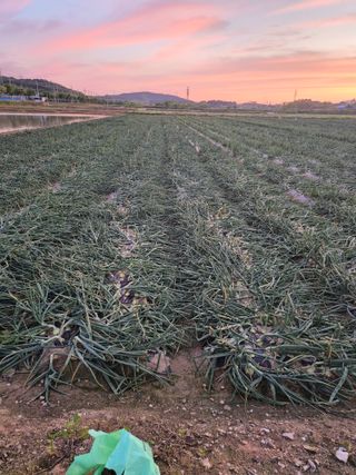 송광만님의 양파 · 자유게시판 작성글 사진