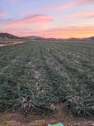 송광만님의 양파 · 자유게시판 작성글 사진