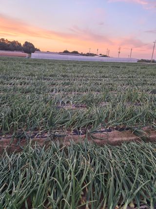 송광만님의 양파 · 자유게시판 작성글 사진