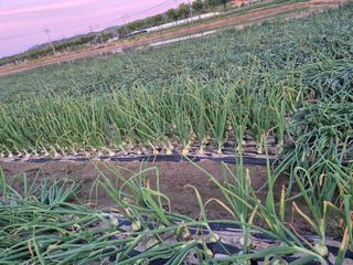 송광만님의 양파 · 자유게시판 작성글 사진