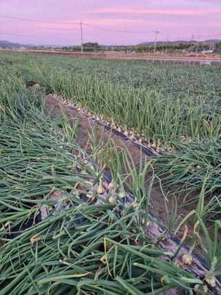 송광만님의 양파 · 자유게시판 작성글 사진