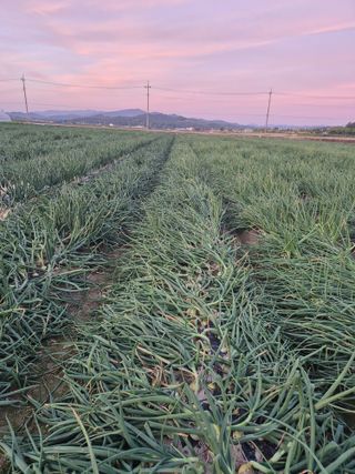 송광만님의 양파 · 자유게시판 작성글 사진