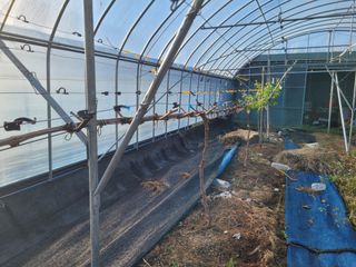 여우내 이순홍님의 포도 · 병해충상담 작성글 사진