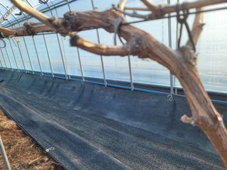 여우내 이순홍님의 포도 · 병해충상담 작성글 사진