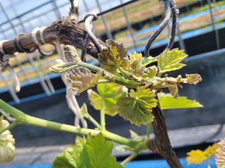 여우내 이순홍님의 포도 · 병해충상담 작성글 사진