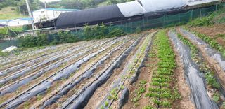 승승장구님의 파 · 영농일지 작성글 사진