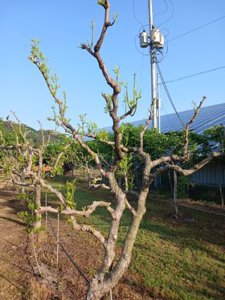 초보 일꾼님의 농사, 무엇이든 물어보세요! · 참여글 작성글 사진