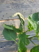 팜모닝 농사, 무엇이든 물어보세요!·참여글 게시글 이미지