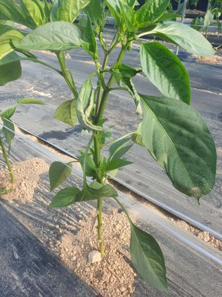 박형규님의 농사, 무엇이든 물어보세요! · 참여글 작성글 사진