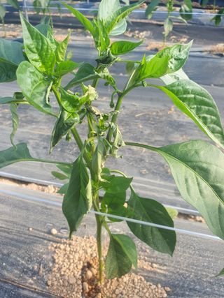 박형규님의 농사, 무엇이든 물어보세요! · 참여글 작성글 사진