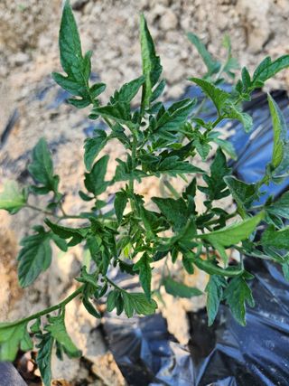 고영희님의 오이 · 영농일지 작성글 사진