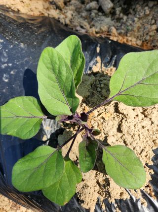 고영희님의 오이 · 영농일지 작성글 사진