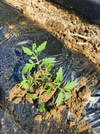 고영희님의 오이 · 영농일지 작성글 사진