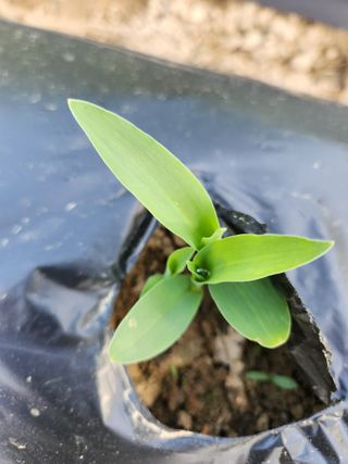 고영희님의 오이 · 영농일지 작성글 사진