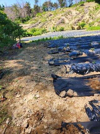 고영희님의 오이 · 영농일지 작성글 사진