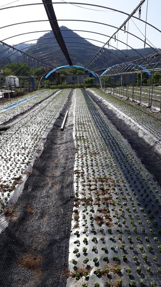 김윤희님의 기타작물 · 영농일지 작성글 사진