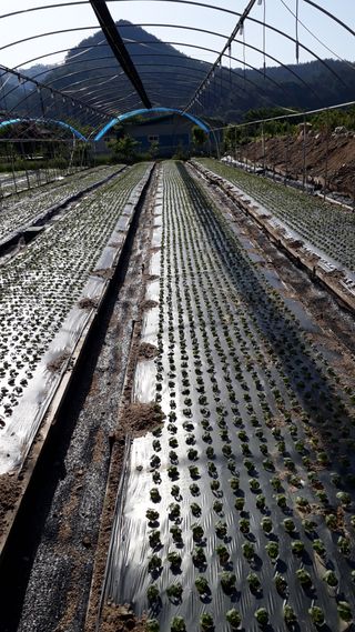 김윤희님의 기타작물 · 영농일지 작성글 사진