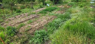 황동 여순모님의 상추 · 영농일지 작성글 사진